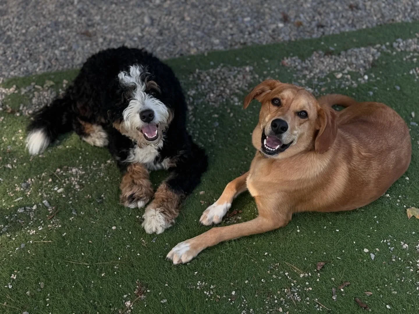 Taco & Biscuit 🐾 #shesakeeperdog #dogtraining #boardandtrain