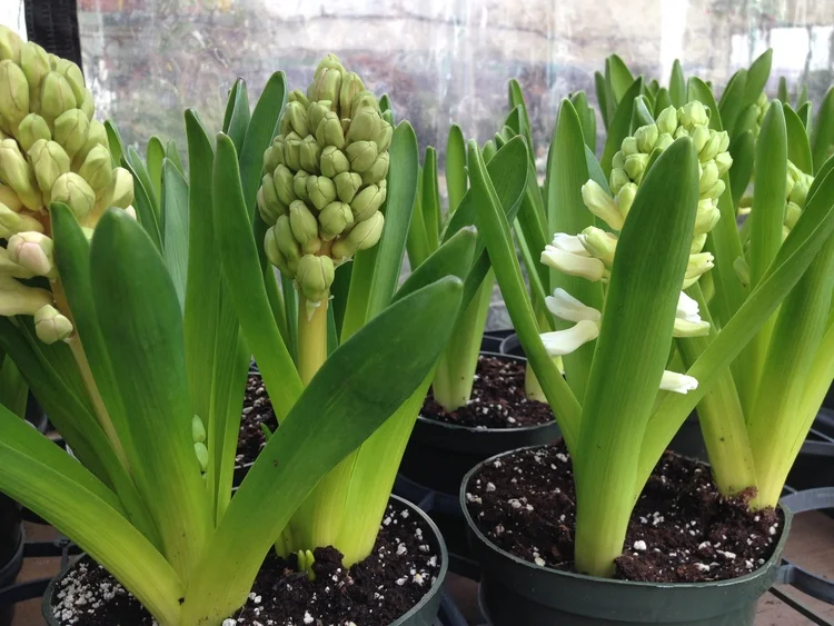 Fragrant Hyacinths for your home