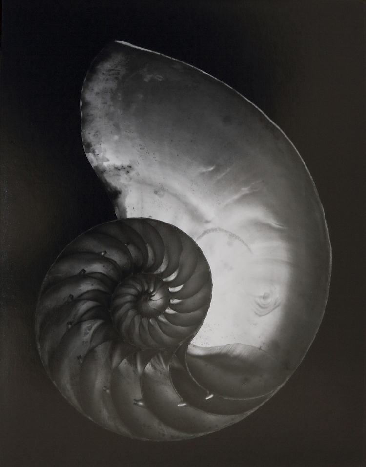 Edward Weston, Shell, 1927 (2S), www.edward-weston.com
