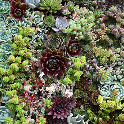 A succulent garden - colors, textures, and a temptation to touch.