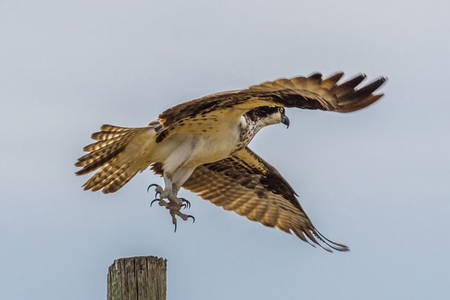 The Mighty Osprey