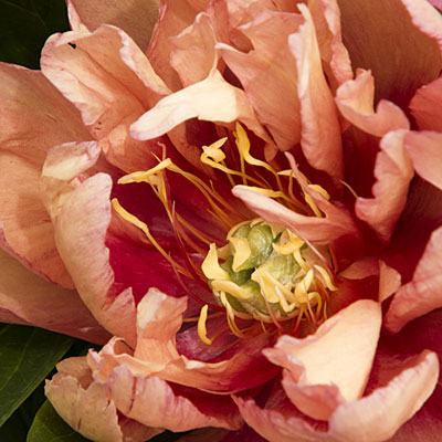 Kopper Kettle Peony via Sunset.com