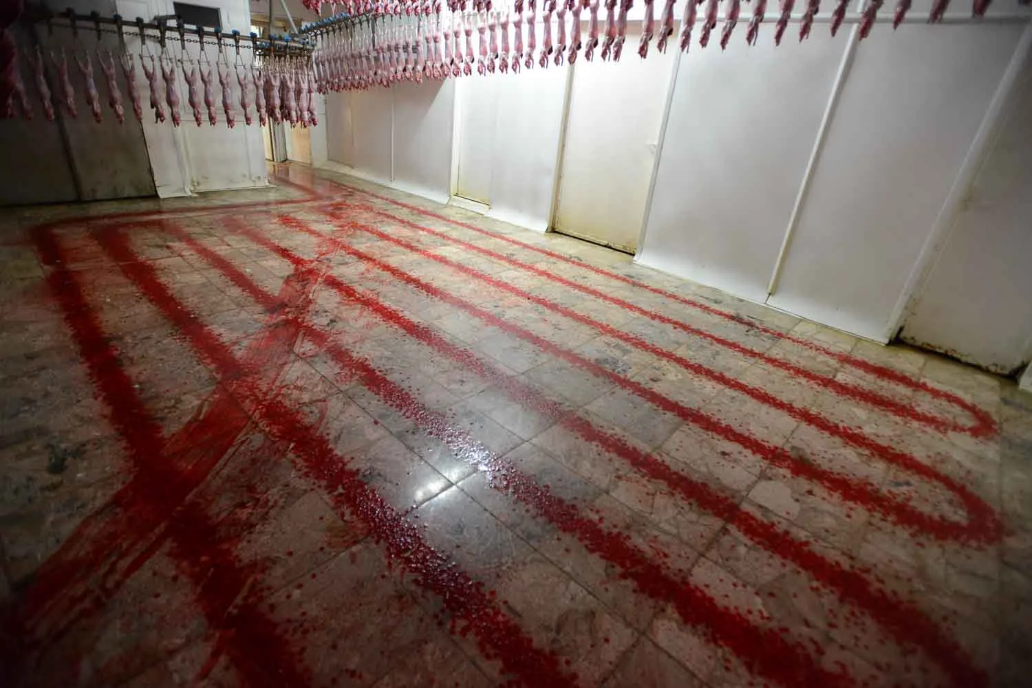 We Animals Slaughter House.jpg