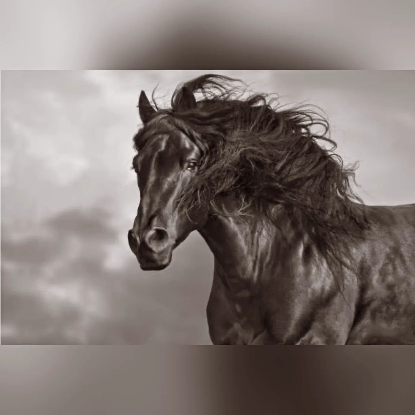 Ask me to show you poetry in motion and I will show you a horse.