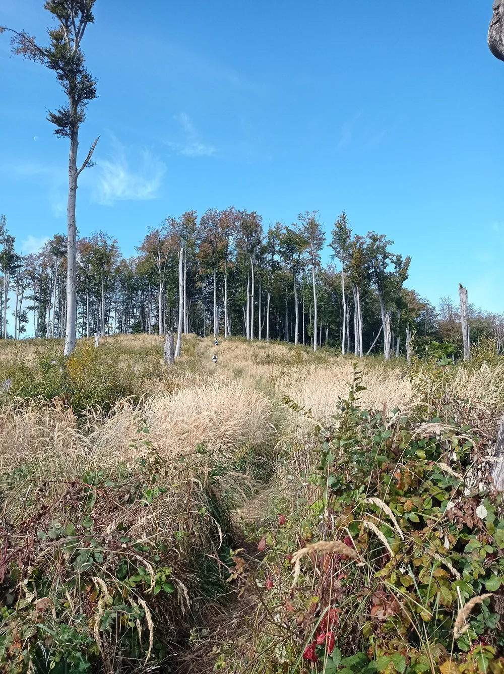 IMG_20201010_115411.jpg