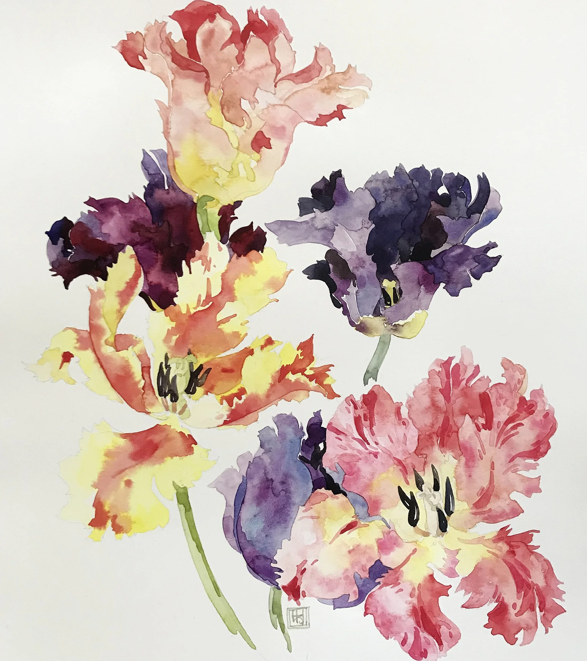 Parrot Tulips