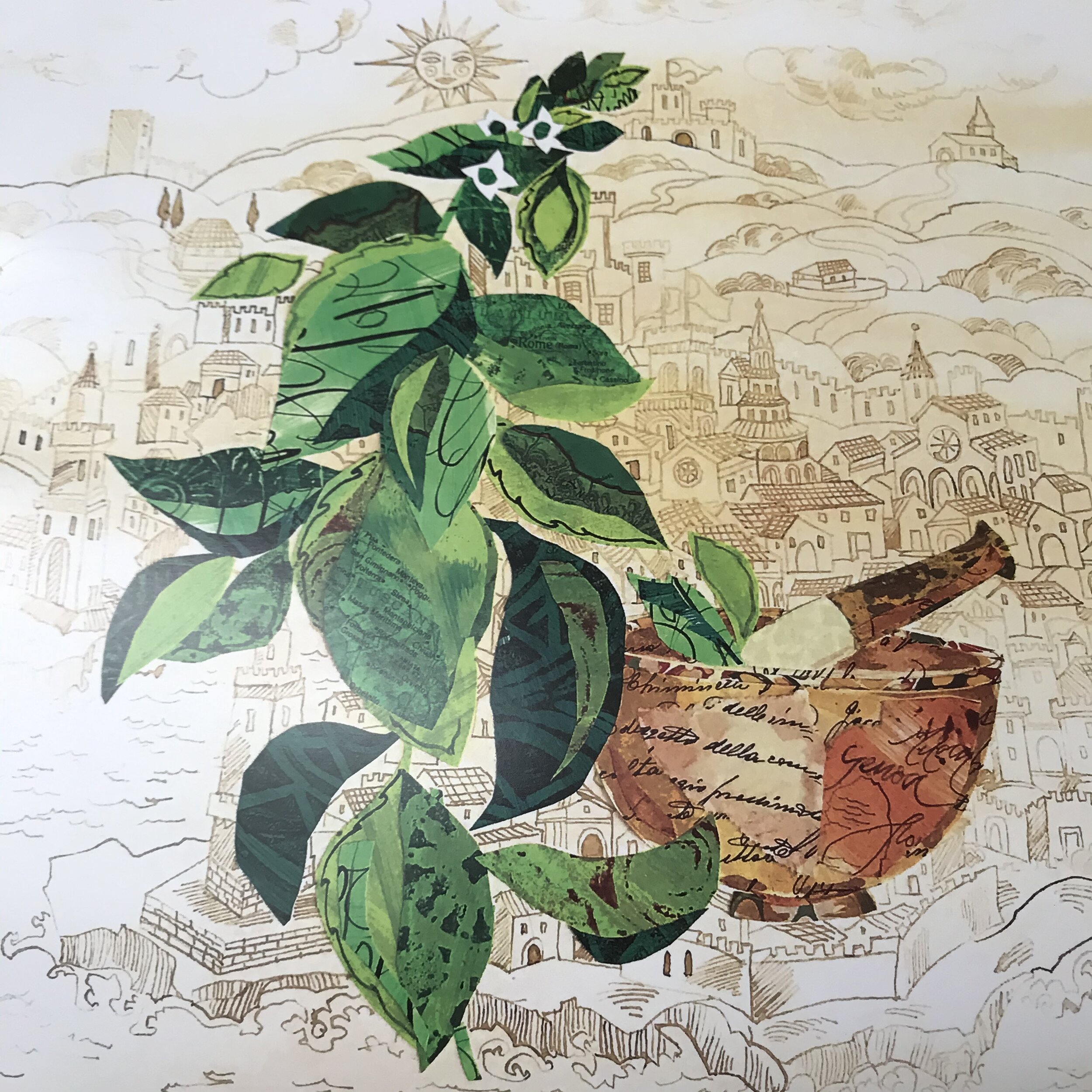 Genovese basil