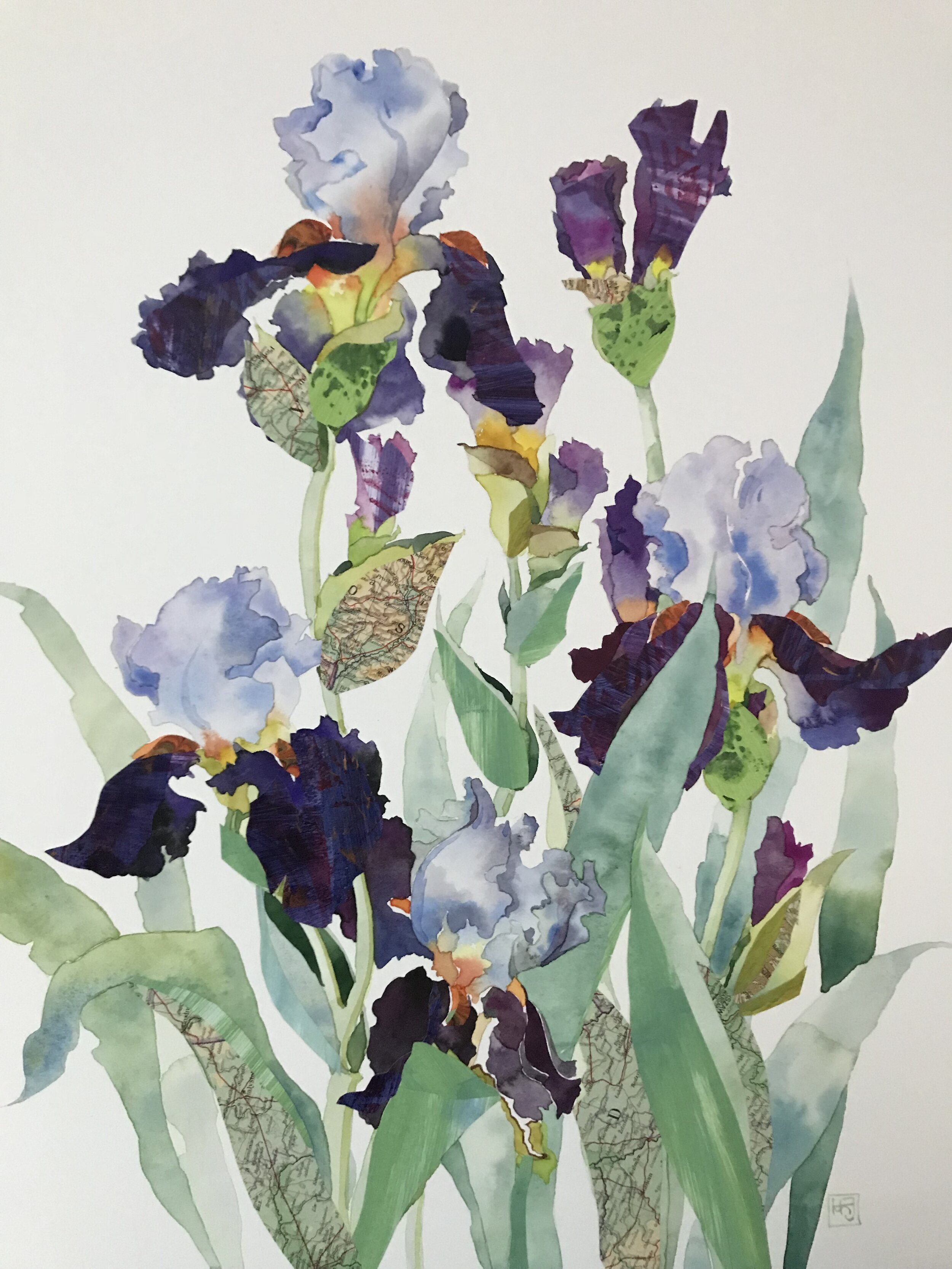 Purple Bearded Iris
