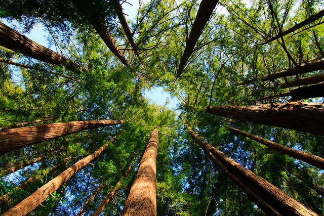 Take a break in Muir Woods.