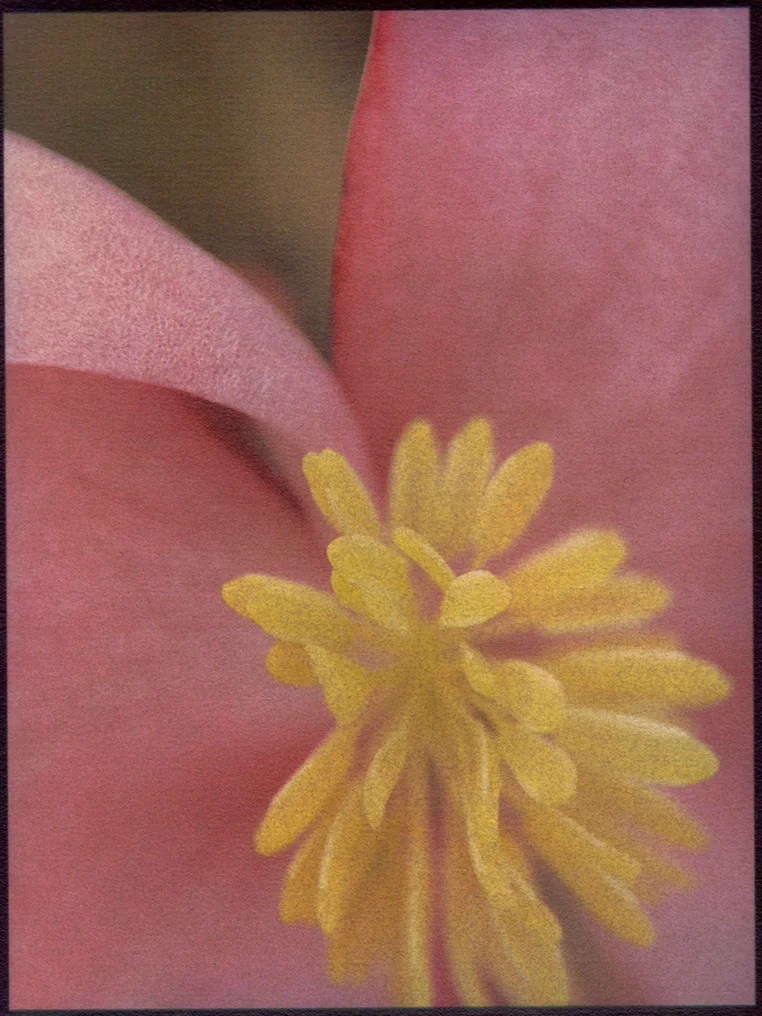 Begonia2 Gum Bichromate