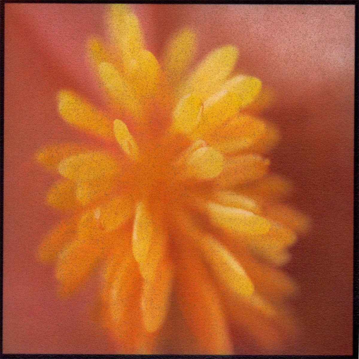 Begonia Gum Bichromate