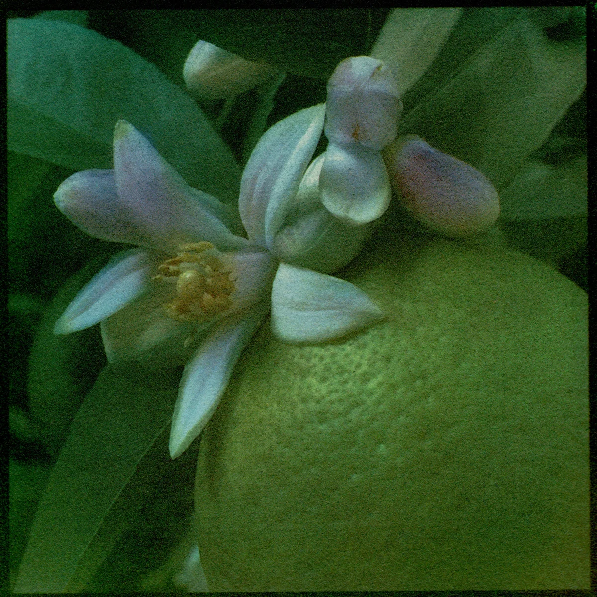 Myer Lemon Gum Bichromate