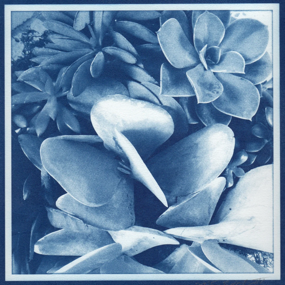 Succulents Cyanotype