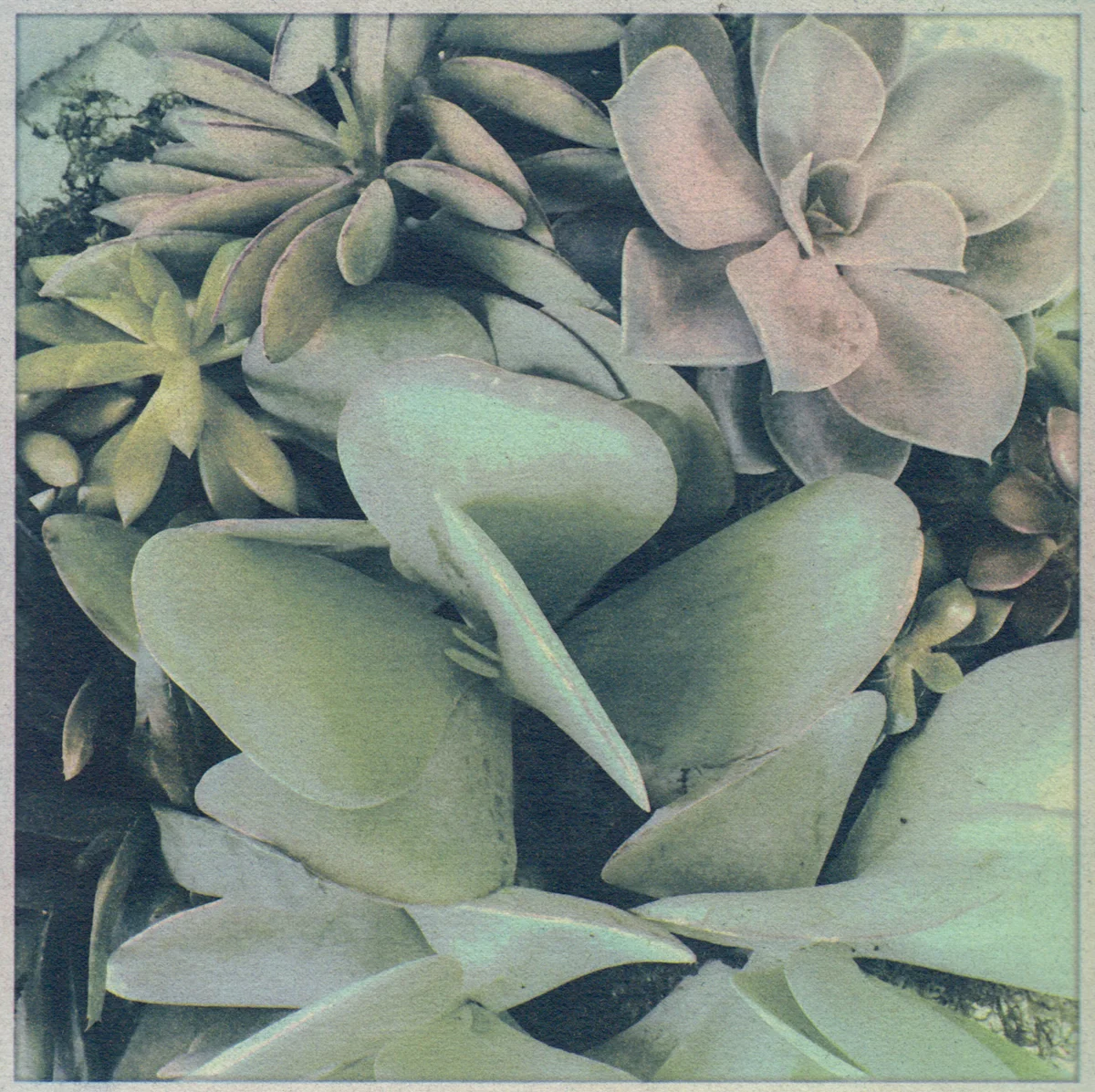 Succulents Gum Bichromate over Cyanotype