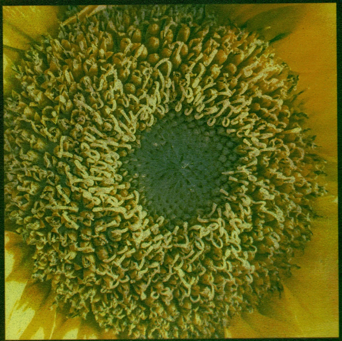 Sunflower Gum Bichromate