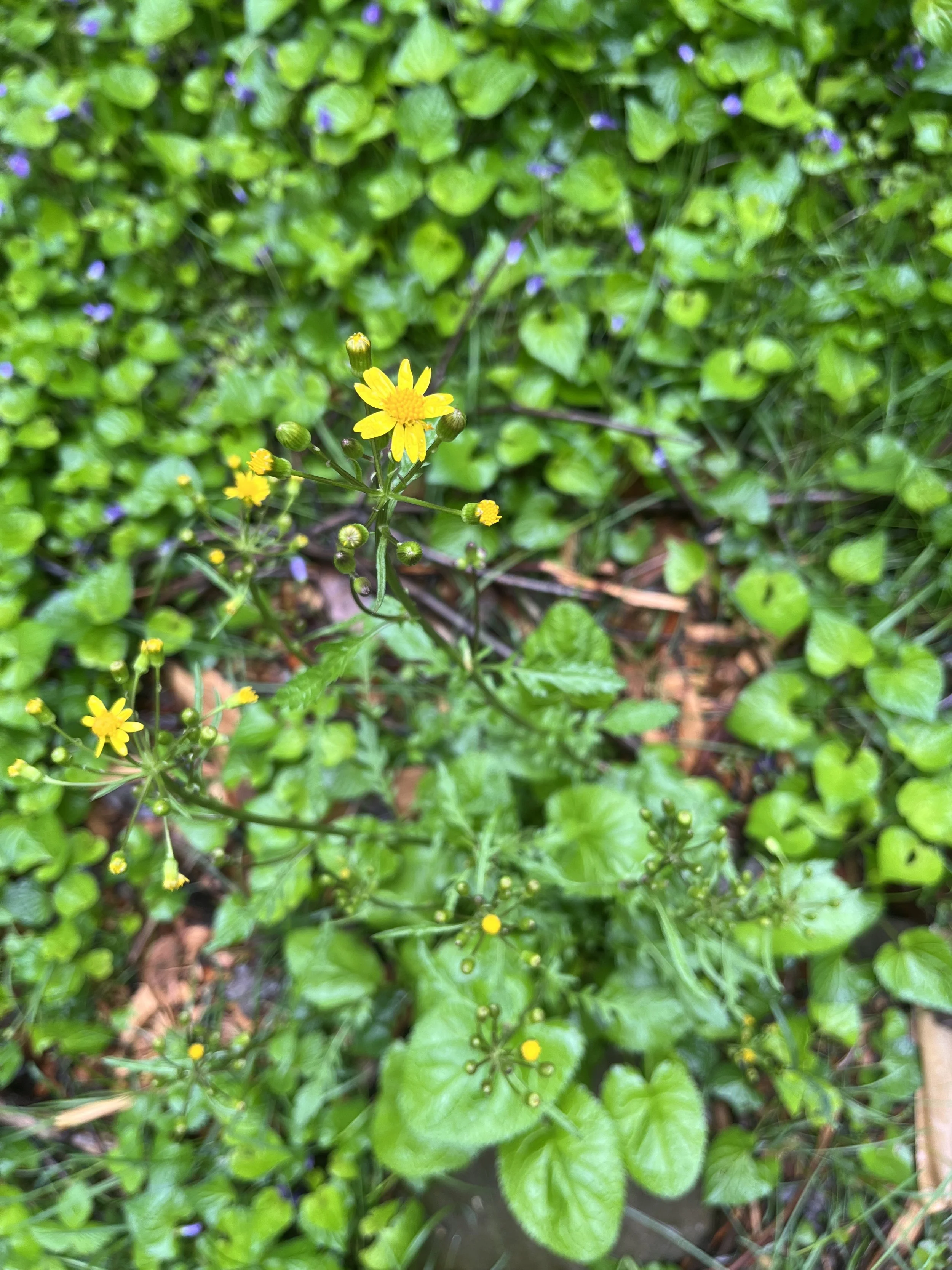   Golden groundsel in its second year.&nbsp;   May 4, 2025   —————     2024 additions to our garden       Locally Native Perennials   Seedbox (  Ludwigia alternifolia  )  Purple vervain (  Verbena hastata  )  Narrow-leaved Sundrops (  Oenothera fruti