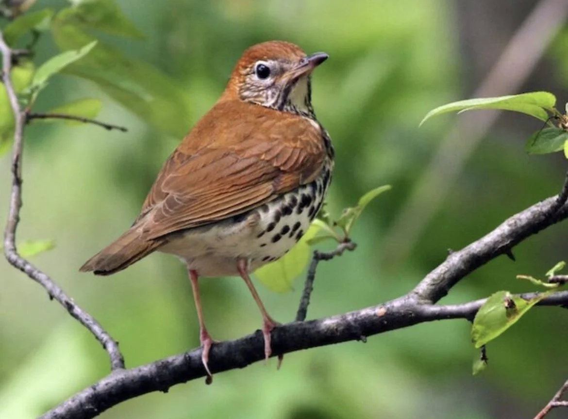   Photo credit: Evan Lipton, Massachusetts. Merlin Bird ID.   May 6, 2025   —————   We have a single Wood Thrush who has been a repeat resident of our yard going back at least three years, when Jeremy first picked out their voice as a new addition to