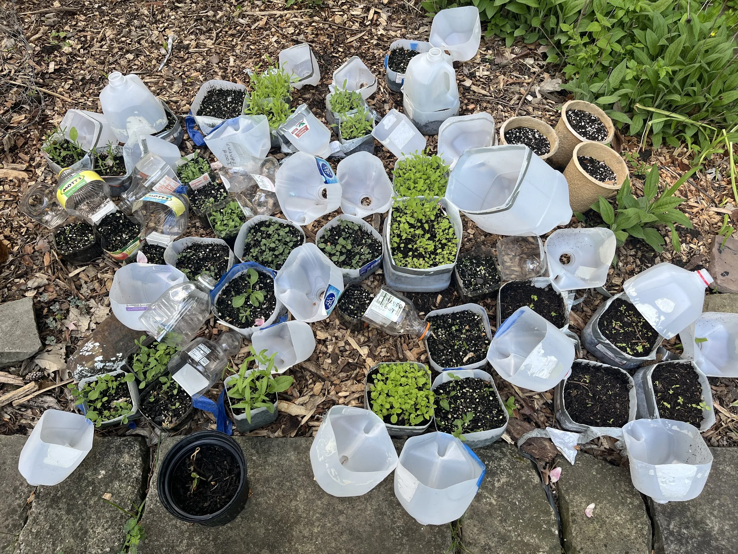   Two dozen native plant varieties, winter and spring sown, waiting  to be planted  May 15, 2025  —————  Most of these seedlings began in August, 2024 with an order to Prairie Moon Nursery. We spent the 2024 growing season removing invasive plants, r