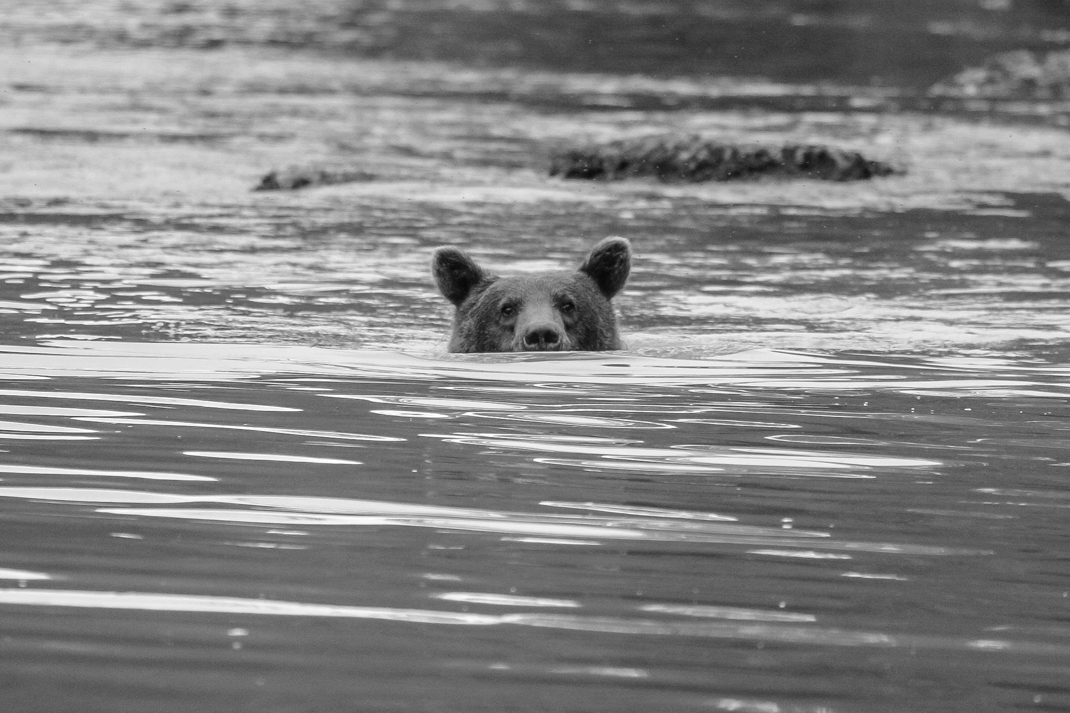Coastal Brown Bear eyeballing me while fishing in Chilkoot Lake near Skagway, Alaska. © Craig Durling
