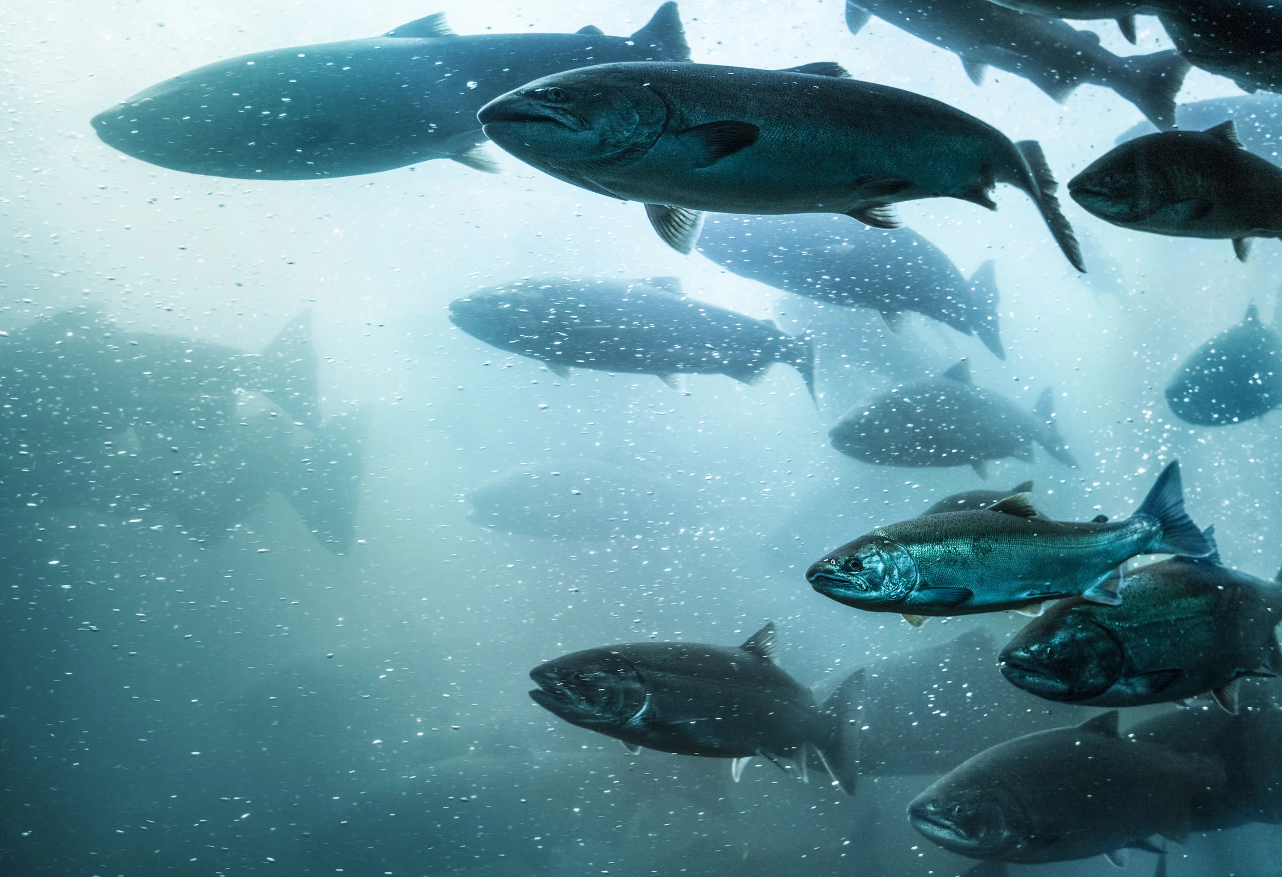  Enabling Sustainable Fish Production 