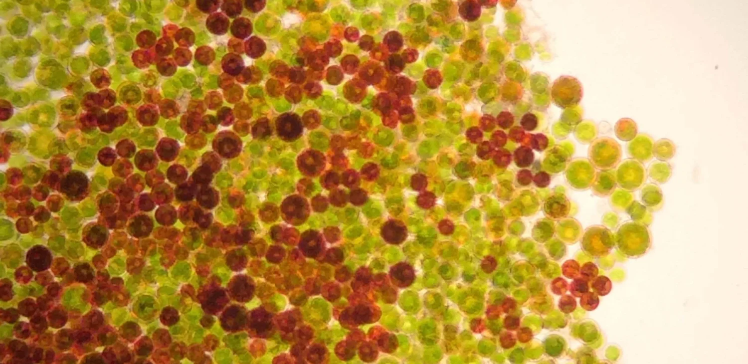 Innovating Algae Cultivation for Sustainability: About — PureBiomass Inc