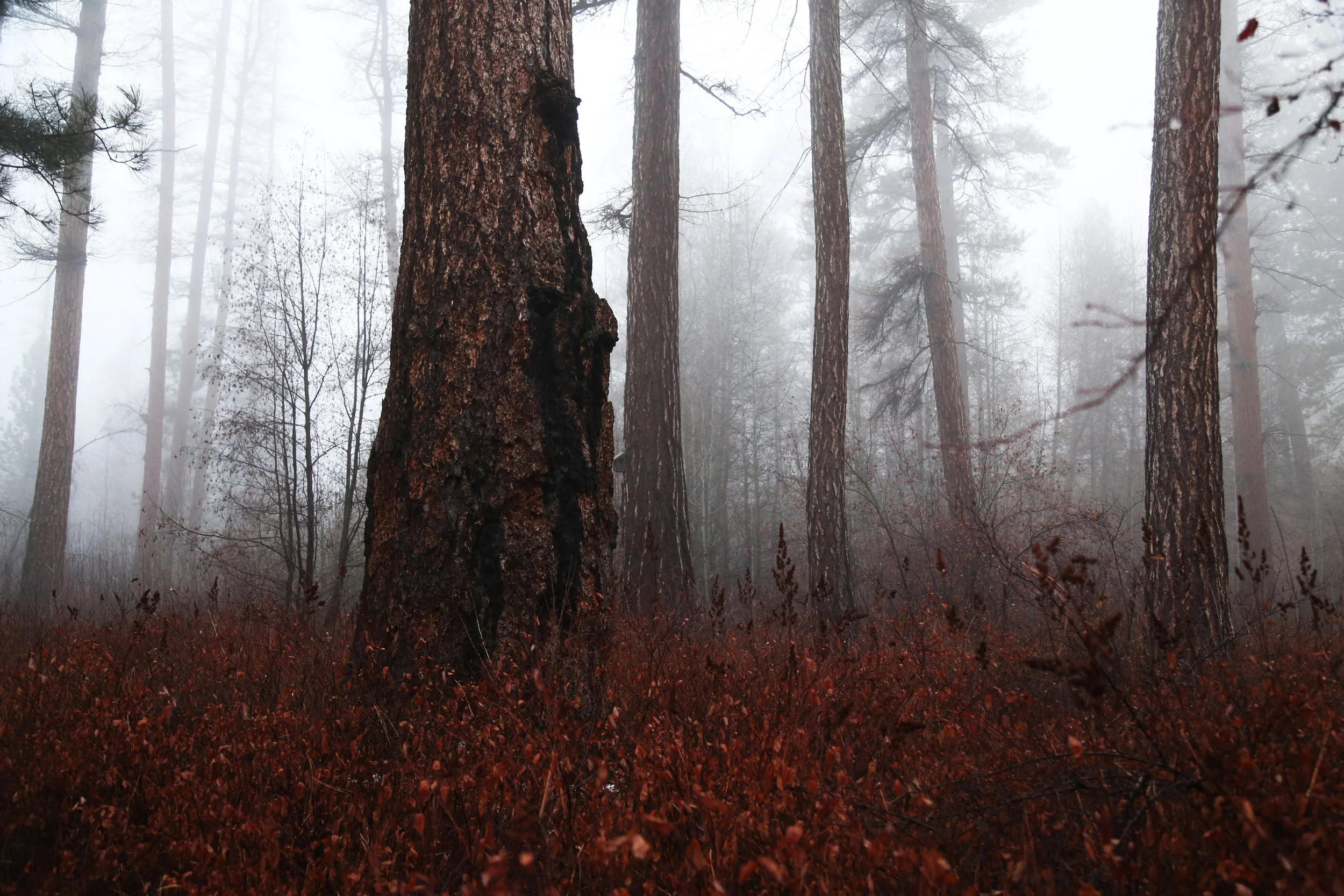 Red Trees.jpg