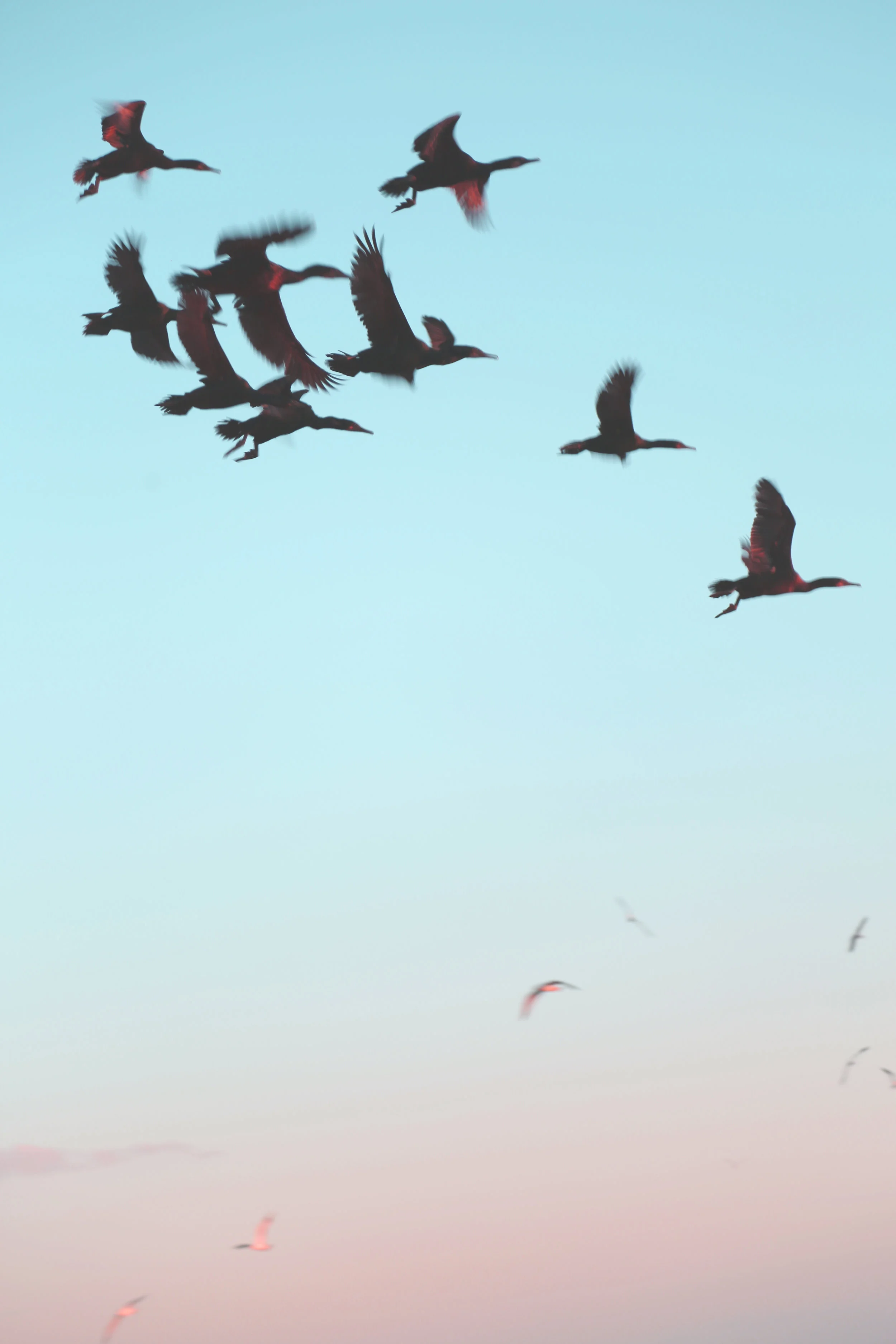 birds.jpg