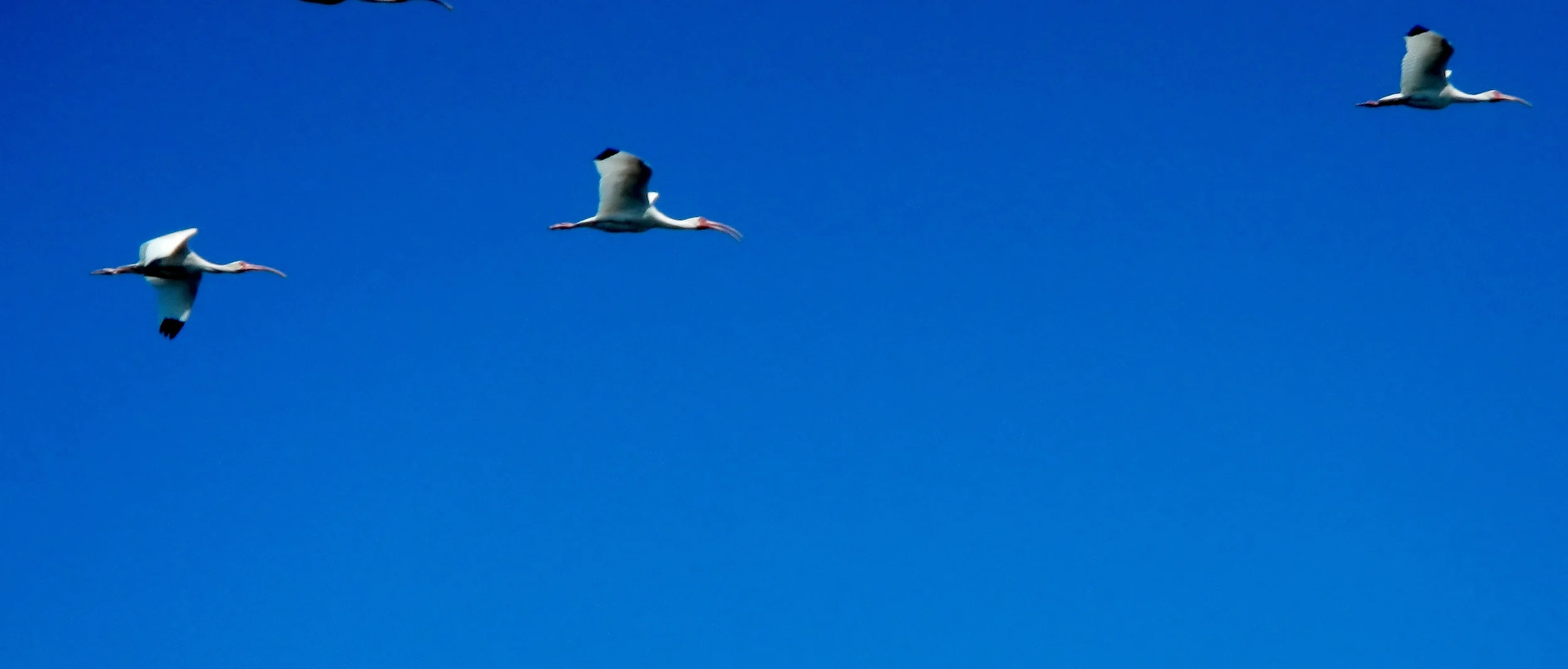 FEA Summer Camp Day 1 Tarpon Springs Macs Perspective 004.JPG