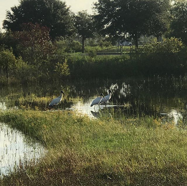 Wood storks eating breakfast. #floridaecoadventures #florida #floridaecoadventure #thingstodoinglorida #floridawildlife #floridabirds #kayaking #kayakingflorida