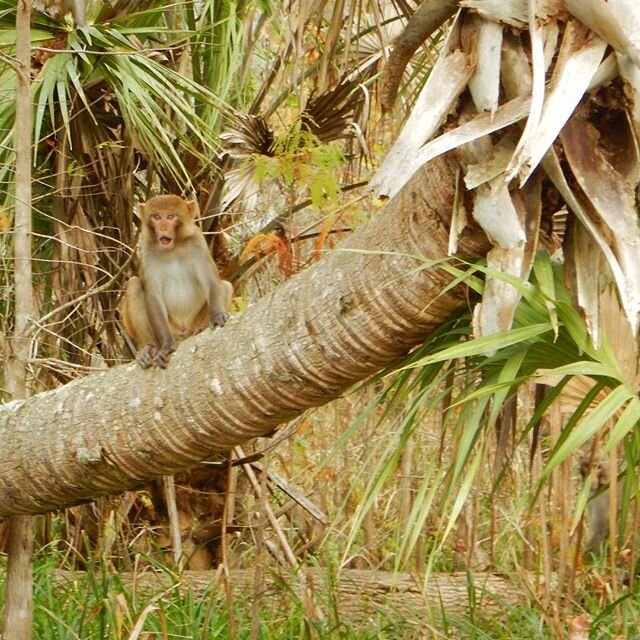 Caption this! #floridaecoadventures #monkeys #wildmonkeys #dayofcamp #FEACamp #nofilter #wildlife #wildlifephotography #silverriver