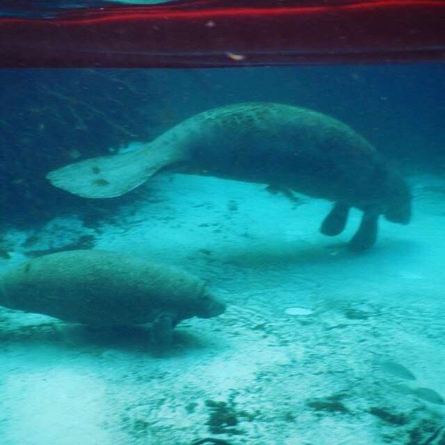 It&rsquo;s manatee season! Experience these gentle giants with us! #floridaecoadventures #visitflorida #visittampabay #manatee #wildlife #wildflorida