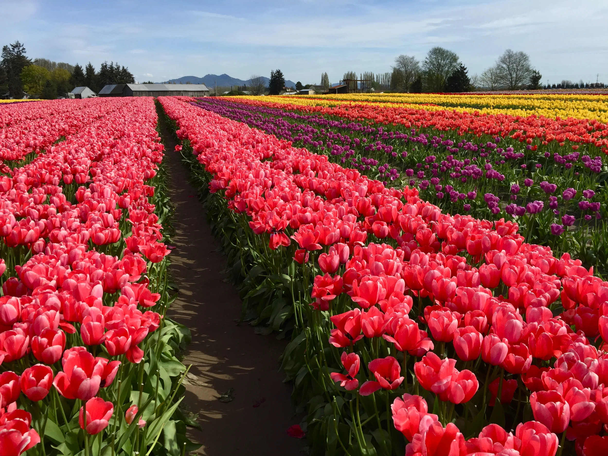 skagit tulip festival!