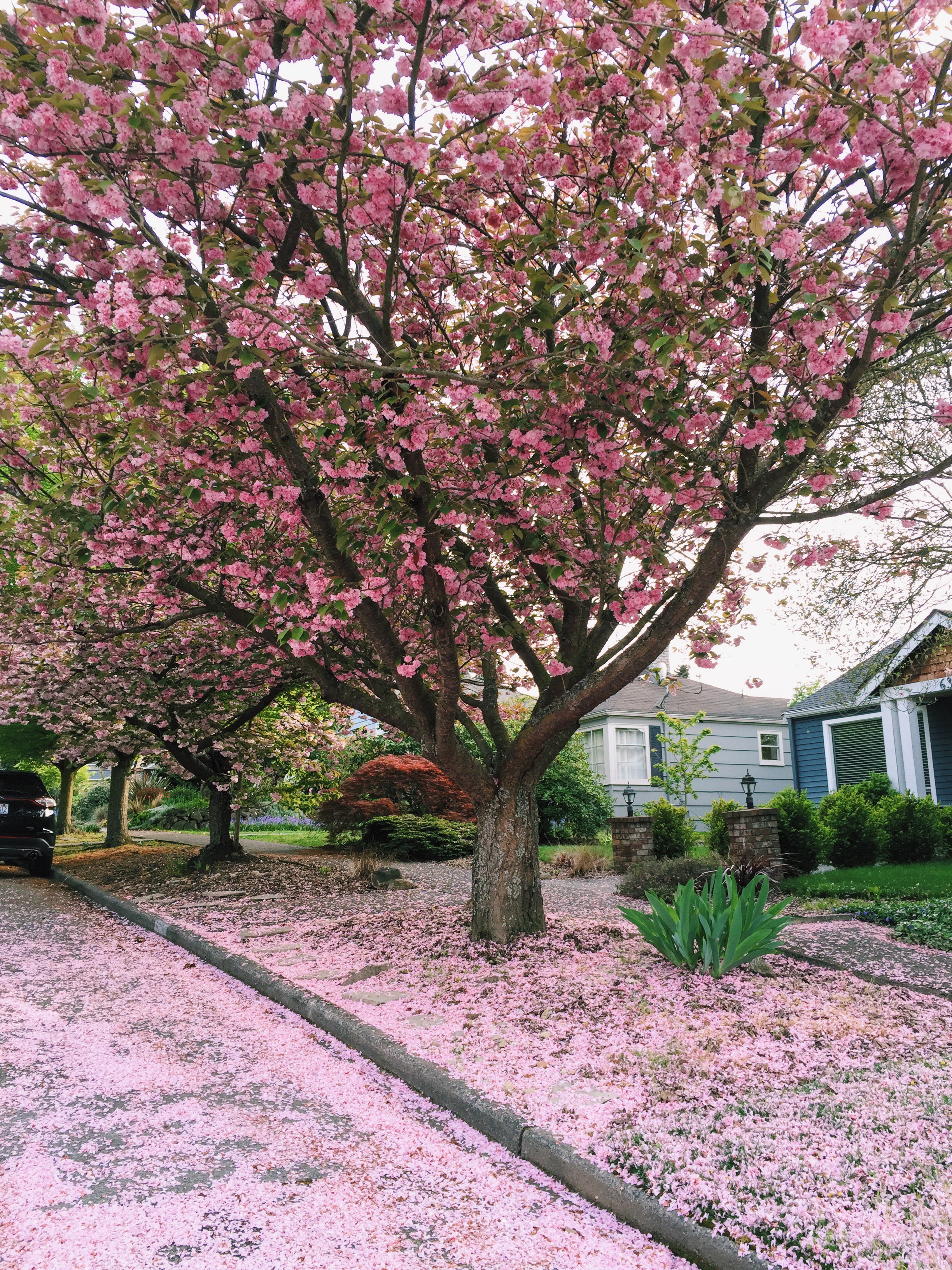 seattle spring-quinns place_7.JPG