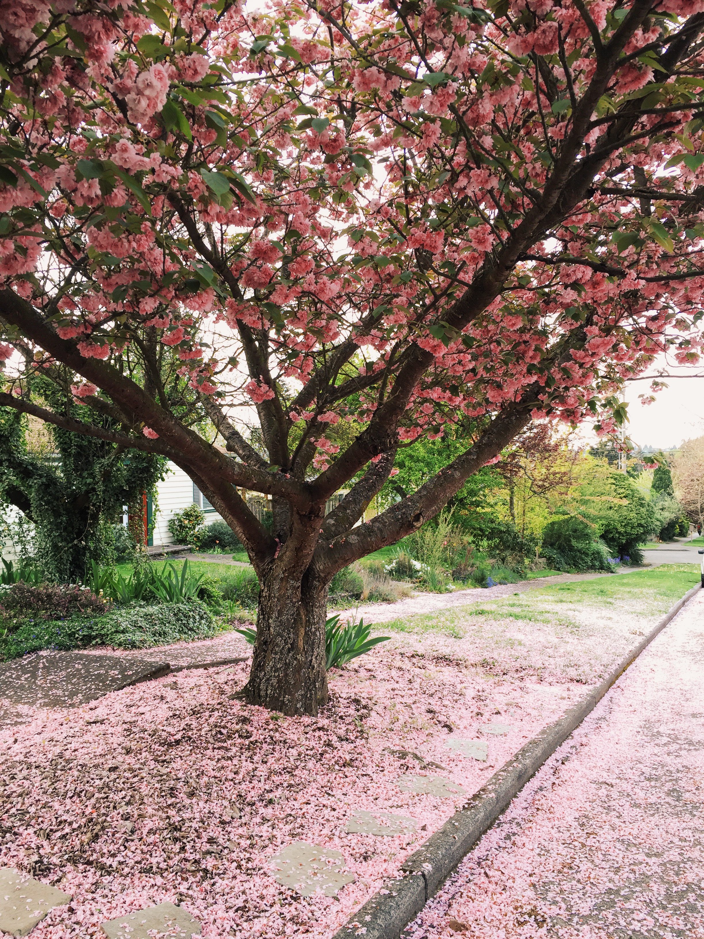 seattle spring-quinns place_9.JPG