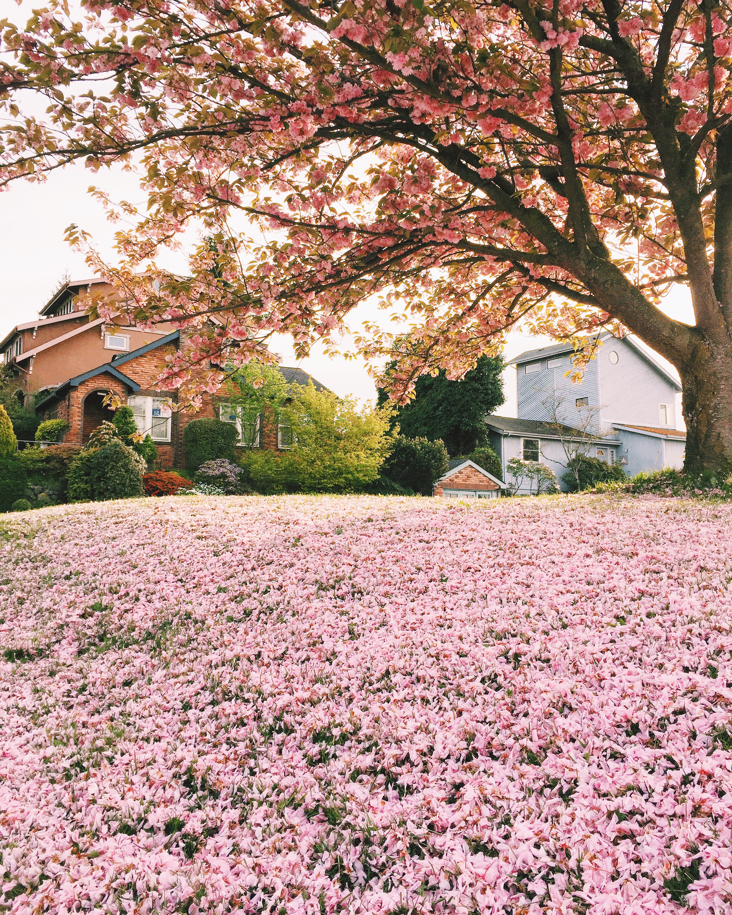 seattle spring-quinns place_8.JPG