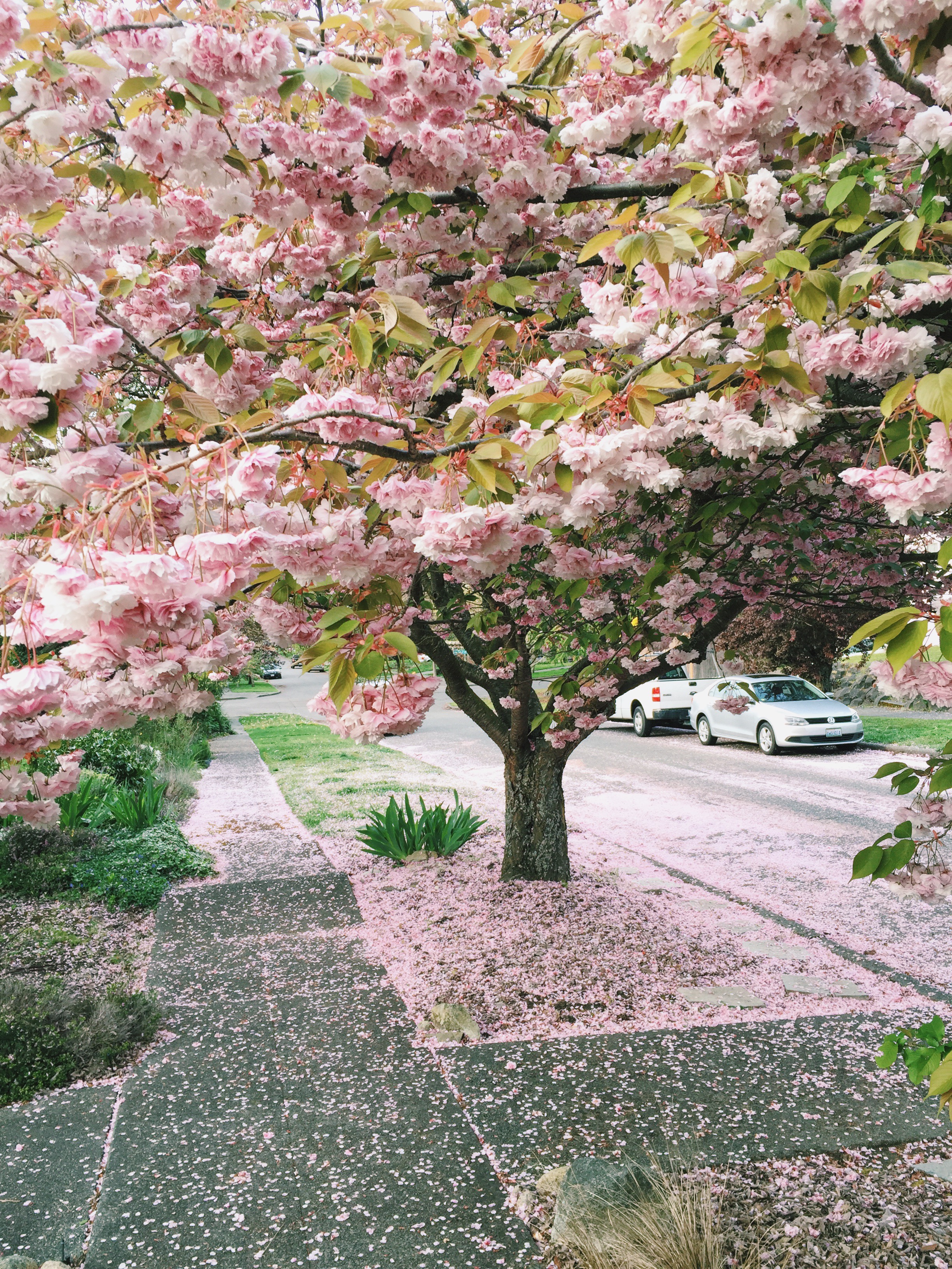 seattle spring-quinns place_11.JPG