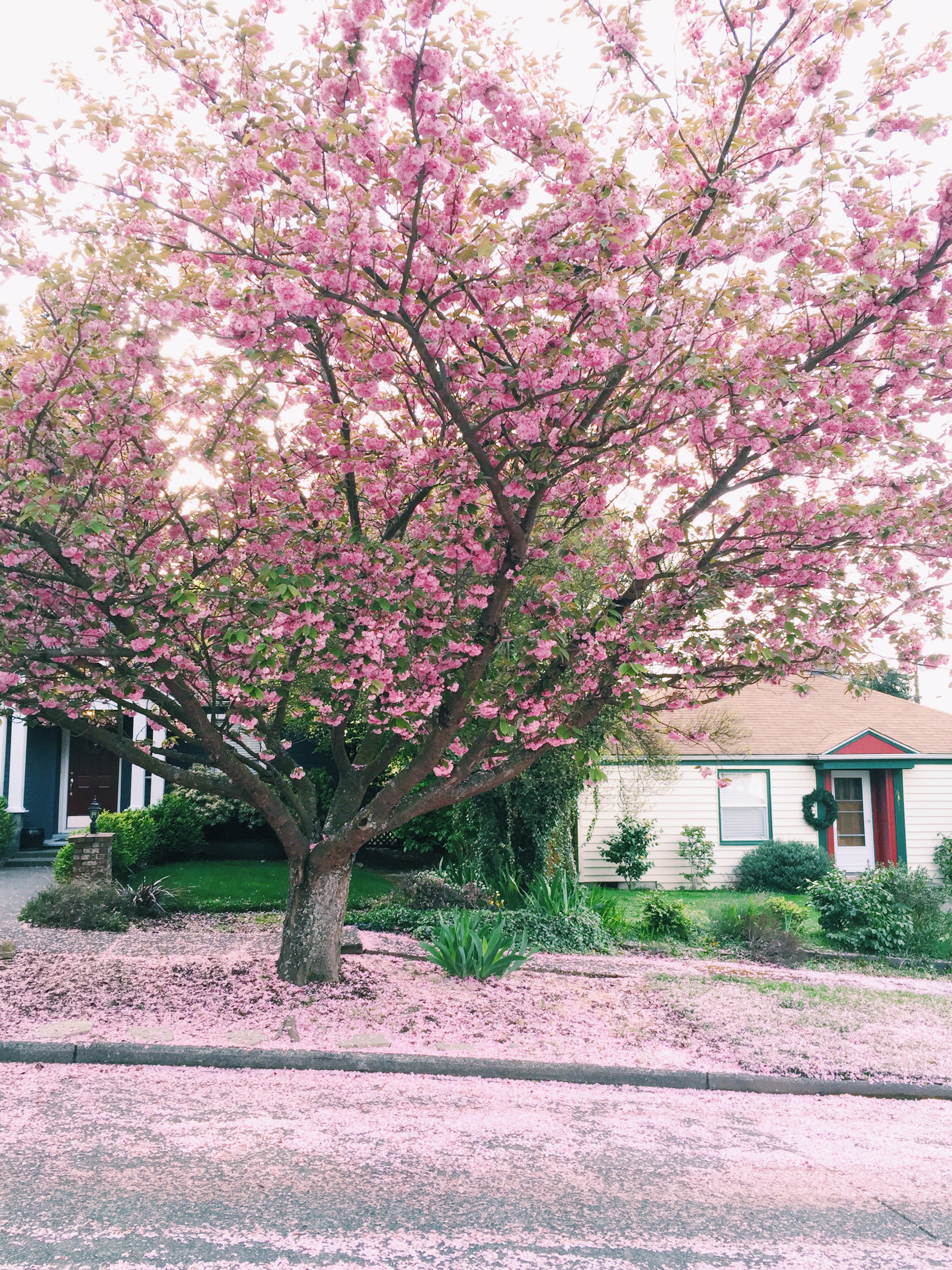 seattle spring-quinns place_23.JPG