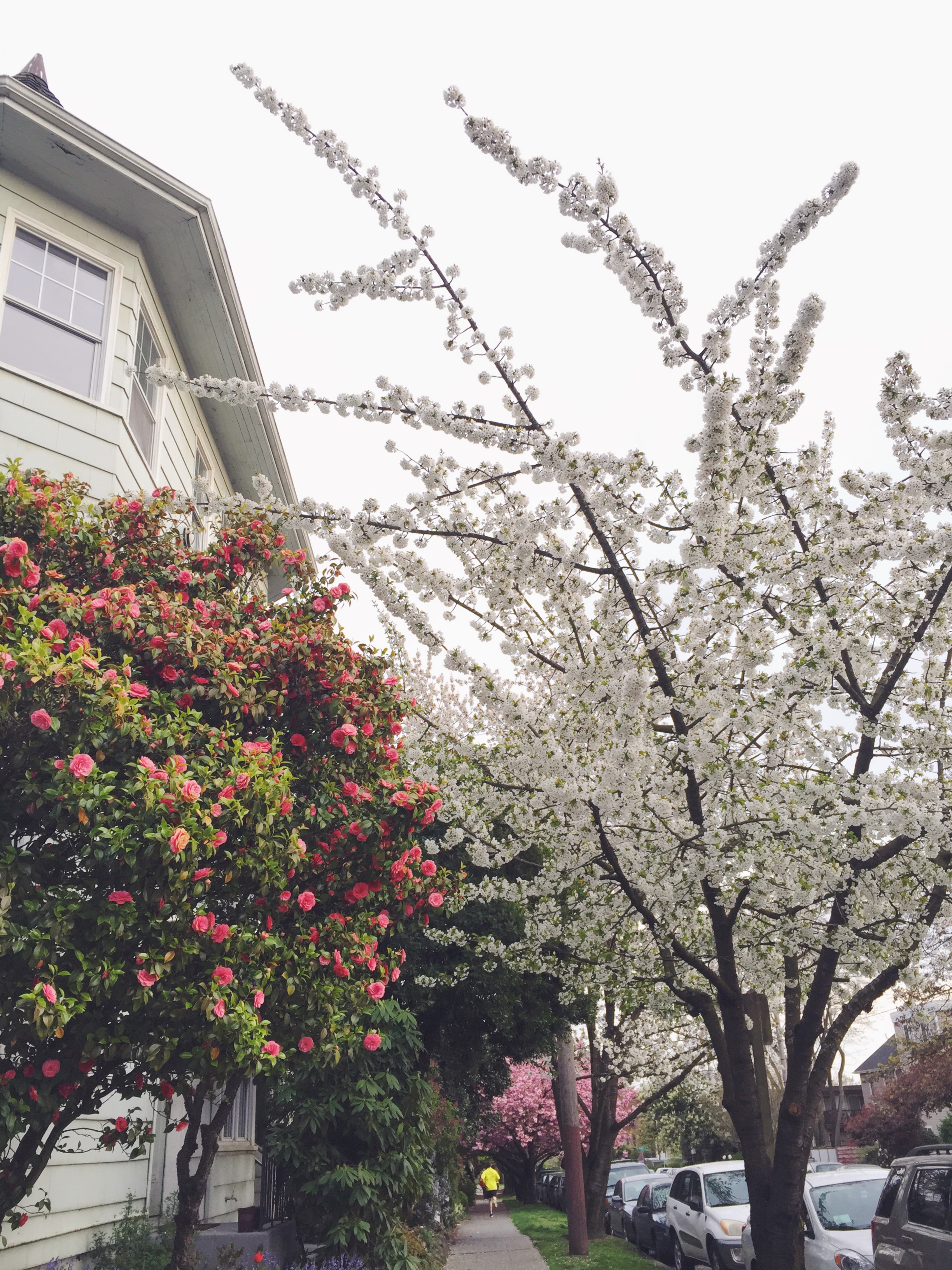 seattle spring-quinns place_27.JPG