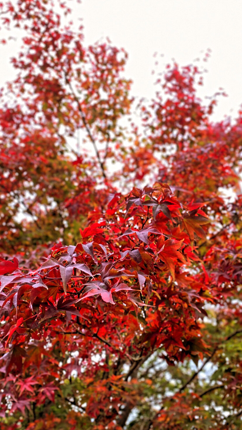 Autumn-in-PNW_QuinnsPlace-10.jpg
