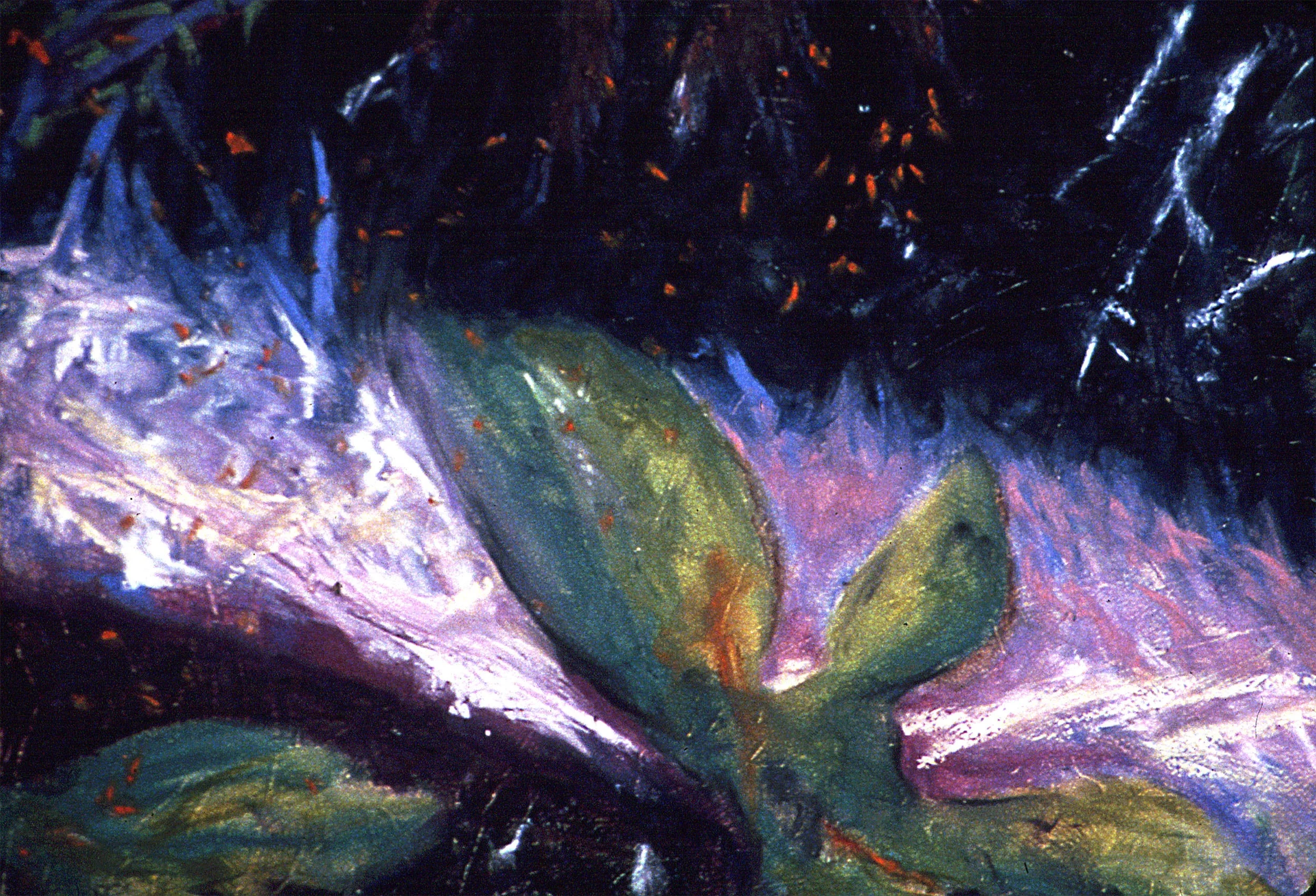 FernForest_1_detail_2.jpg