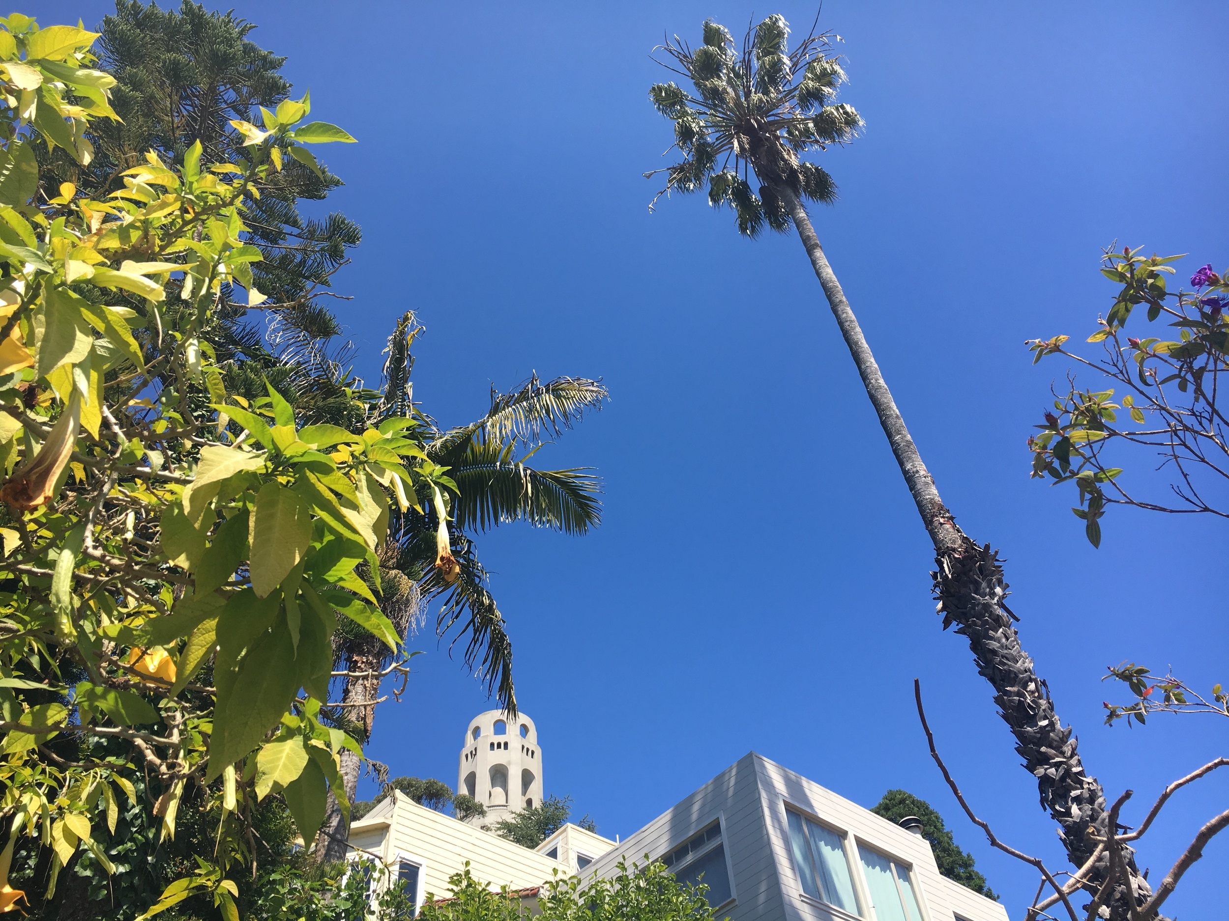 Coit Tower (10).jpg