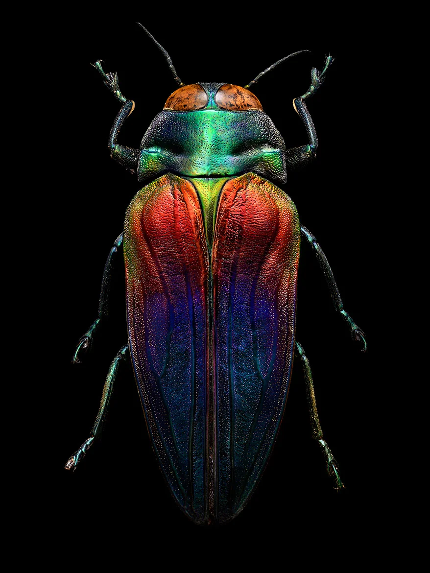 Tri-colored Jewel Beetle Photo Cred: Levon Biss