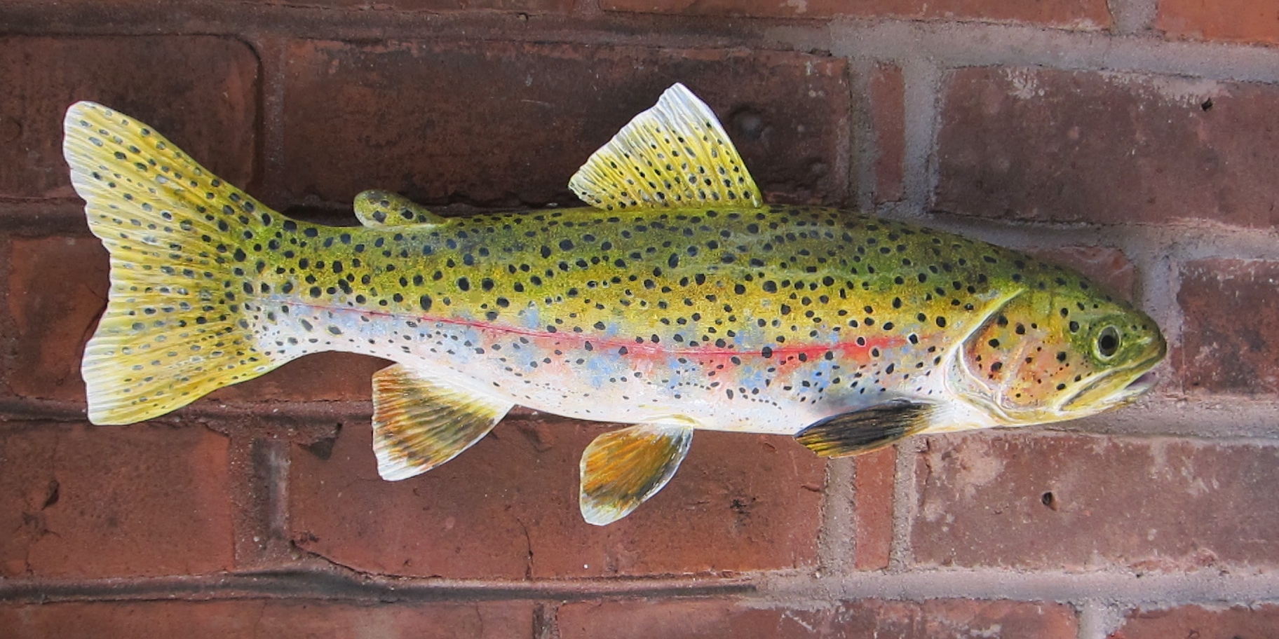 Rainbow Trout