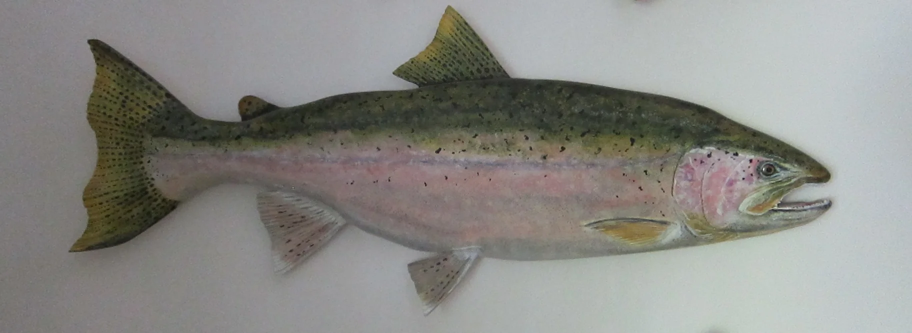 Steelhead Salmon