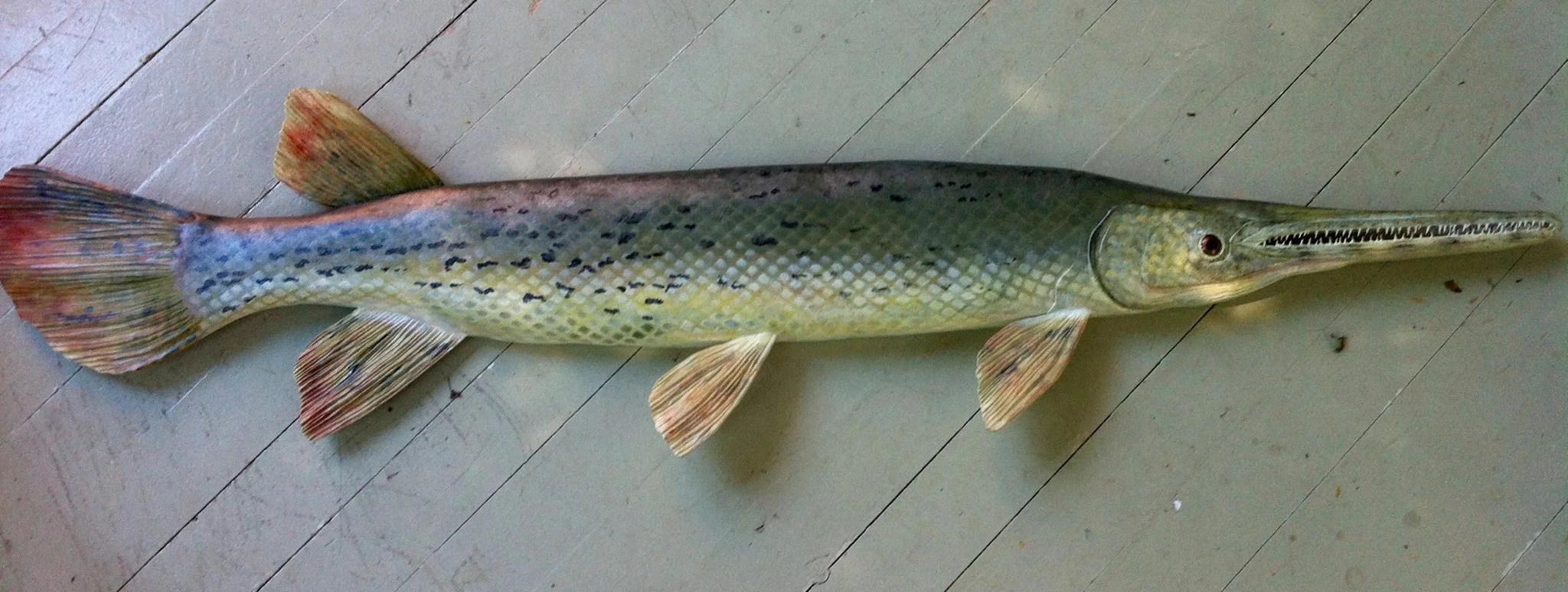 Longnose Gar