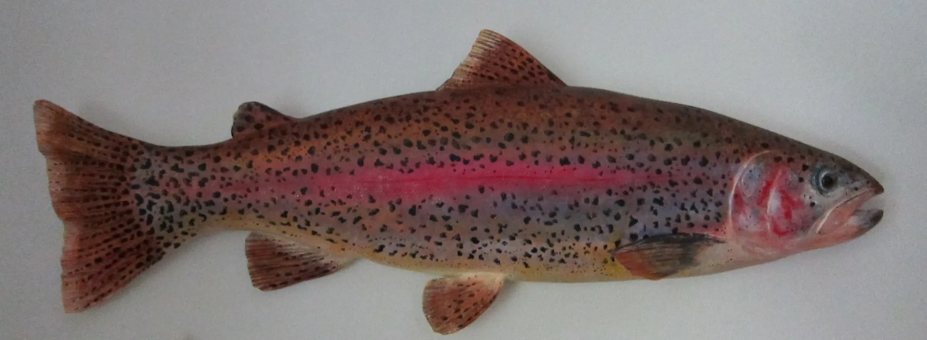 Rainbow Trout