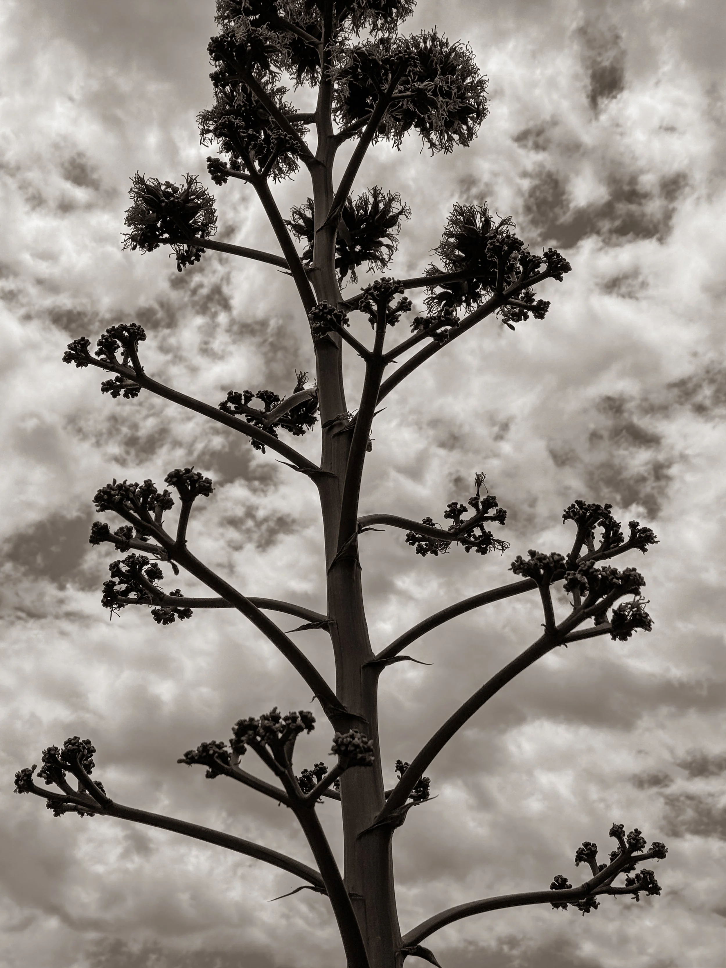 Agave Stalk