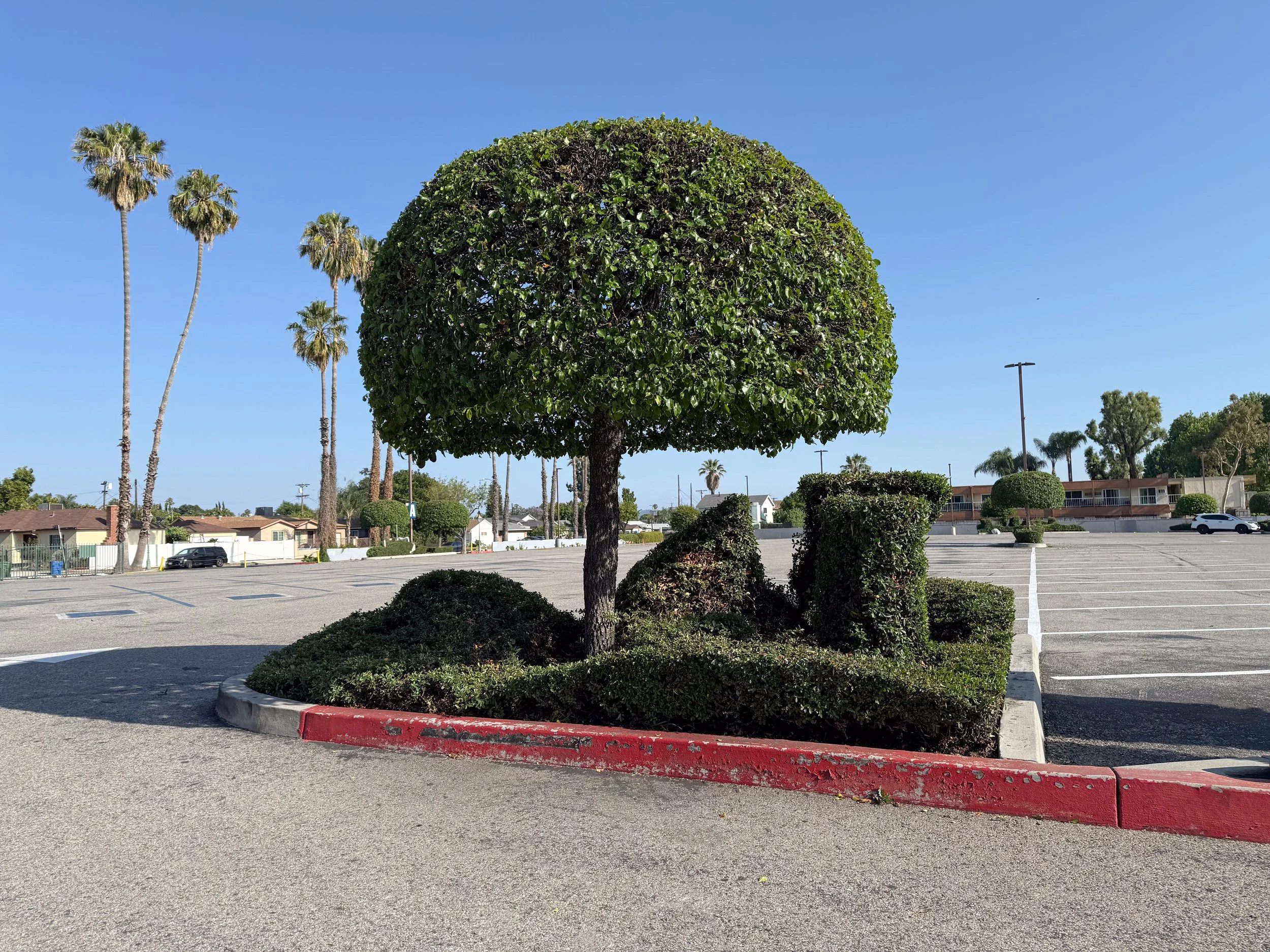 Parking Lot Topiary