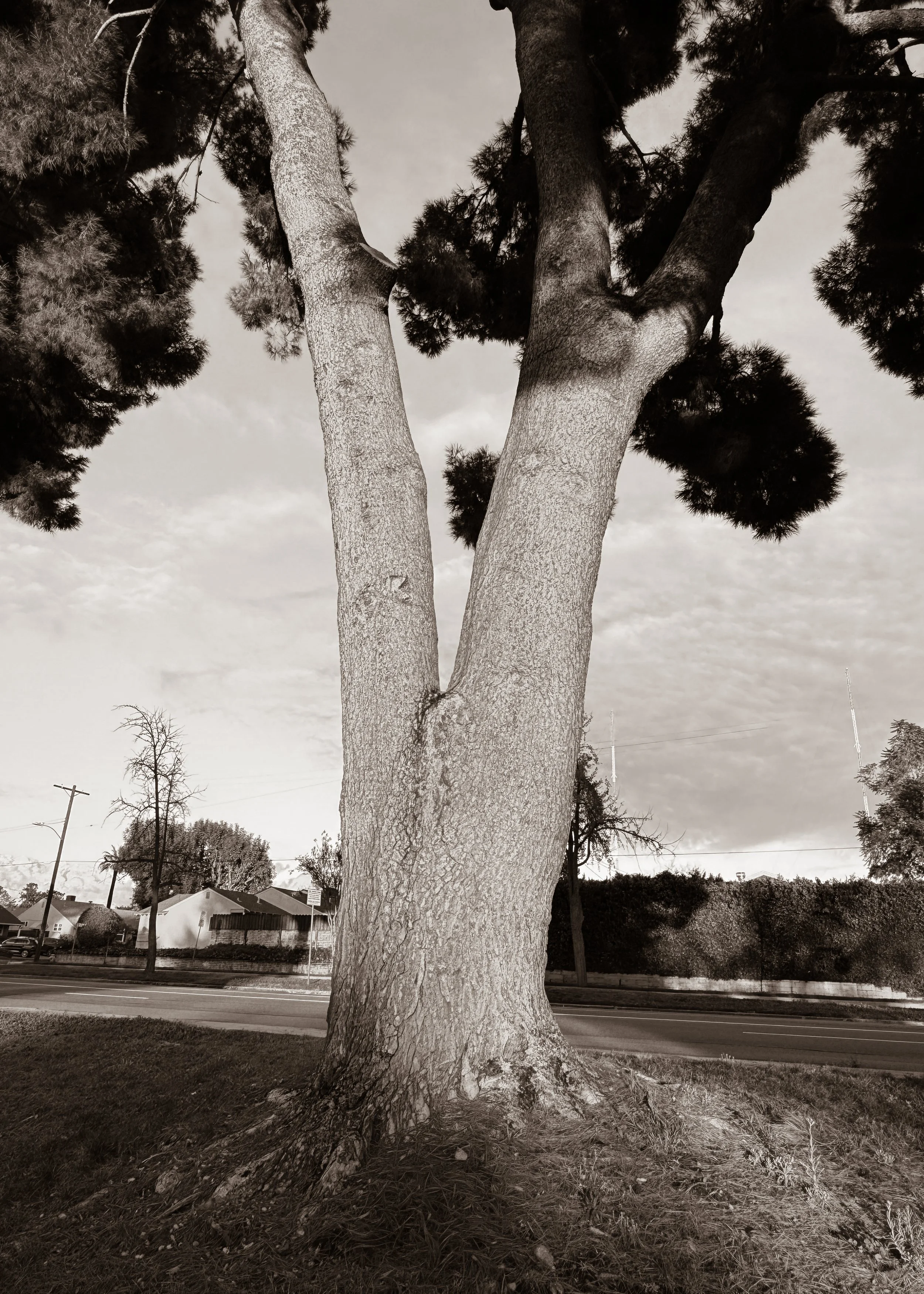 Split Tree Trunk