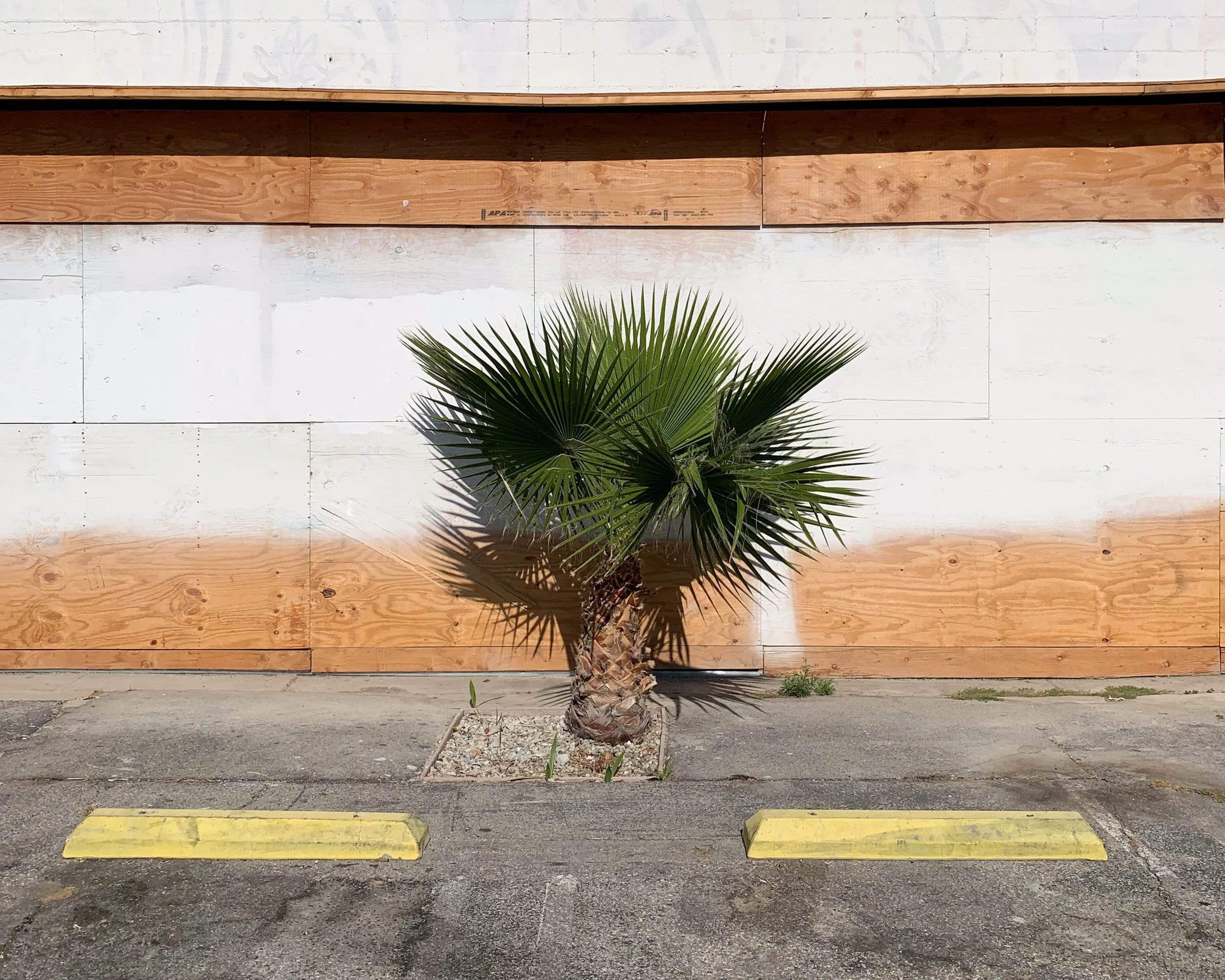 Baby Palm